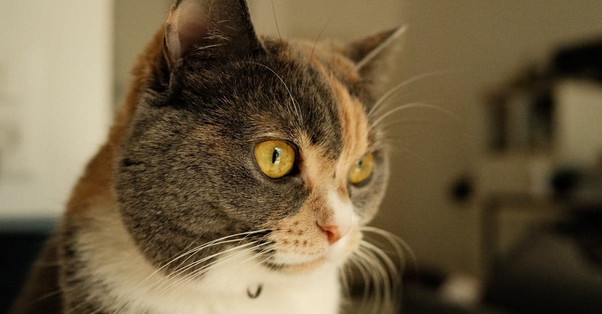 Cover Image for Pet Neutering Trends: What Every Owner Should Know