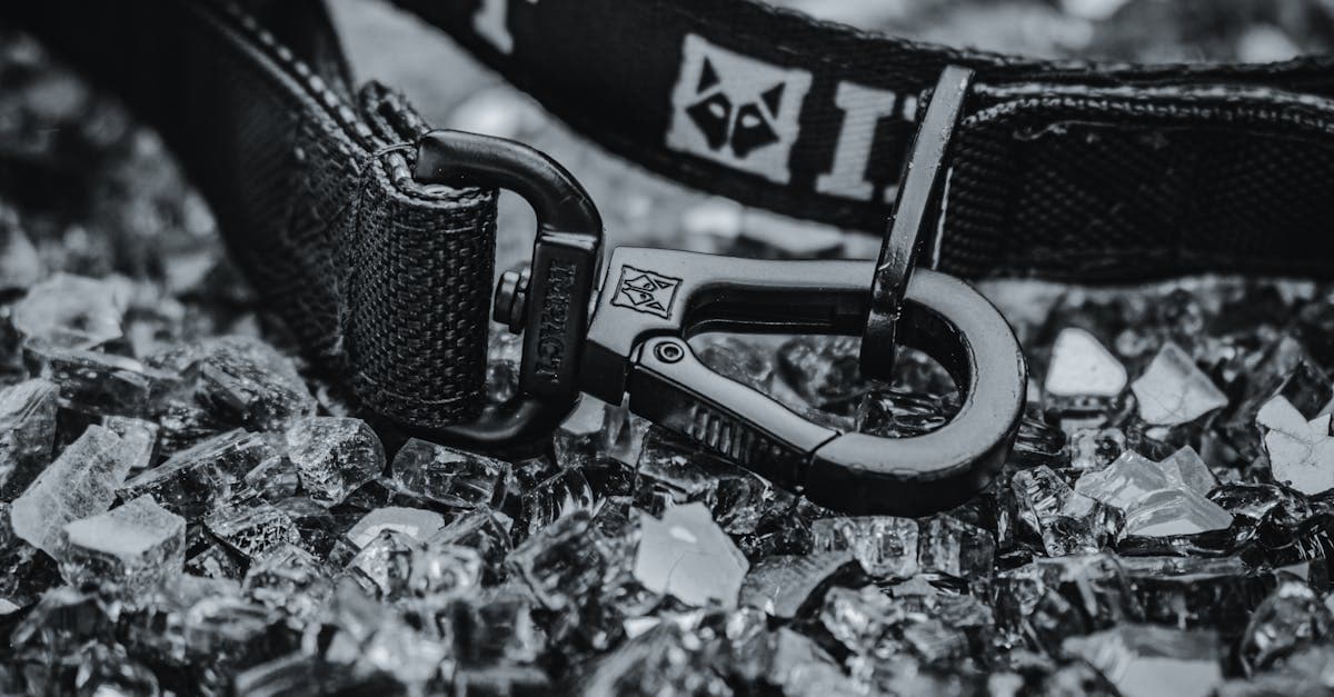 Cover Image for Pet Products Trends: What Every Owner Should Know